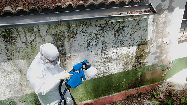 Trusted Mold Remediation service in Clayton, NJ - Cheap Mold Removal